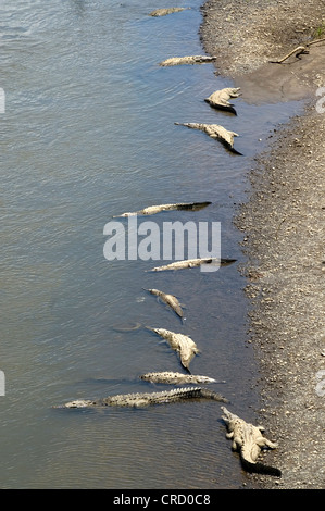 Amerikanisches Krokodil (Crocodylus Acutus), am Ufer eines Flusses von Tarcoles, Costa Rica Stockfoto