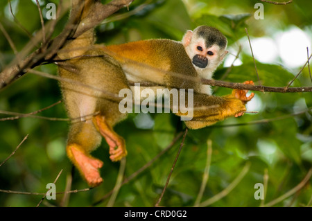 Red-backed Totenkopfaffen, mittelamerikanischen Totenkopfaffen (Saimiri Oerstedii), liegend auf einem Ast, Costa Rica, Nationalpark Manuel Antonio Stockfoto