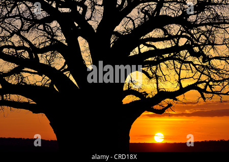 Affenbrotbaum (Adansonia digitata), Tarangire Nationalpark, Tansania, Afrika Stockfoto