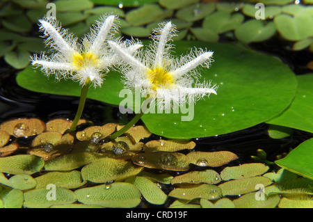 Wasser Schneeflocke (Nymphoides indica), Pantanal, Brasilien, Südamerika Stockfoto