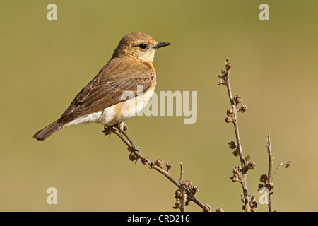 Östlichen Blackeared Steinschmätzer (Oenanthe Hispanica Melanoleuca) hocken auf Zweig Stockfoto