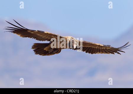 Bartgeier (sollten Barbatus) fliegen Stockfoto