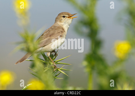 Östliche Olivaceous Warbler (Hippolais Pallida) hocken auf Zweig Stockfoto