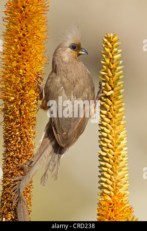 Gesprenkelte Mousebird (Colius Striatus), Rückansicht Stockfoto