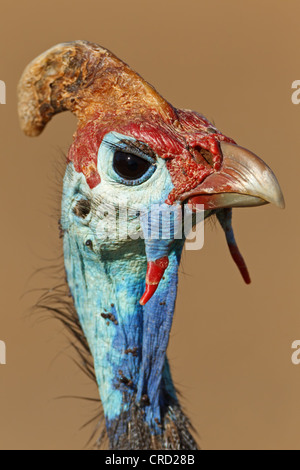 Behelmte Perlhühner (Numida Meleagris), portrait Stockfoto