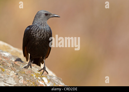 Red-winged Starling (Onychognathus Morio) auf Felsen Stockfoto