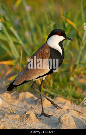 Sporn-winged Kiebitz (Vanellus Spinosus) auf Anhöhe Stockfoto