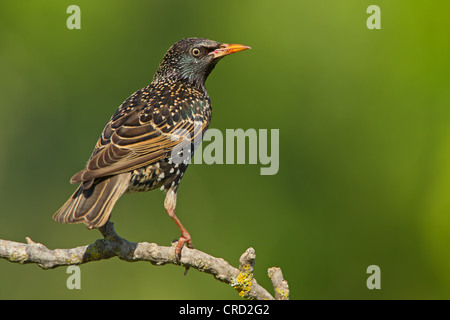 Gemeinsamen Starling (Sturnus Vulgaris) hocken auf Zweig Stockfoto