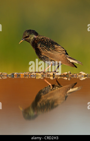 Gemeinsamen Starling (Sturnus Vulgaris) am Wasser Stockfoto