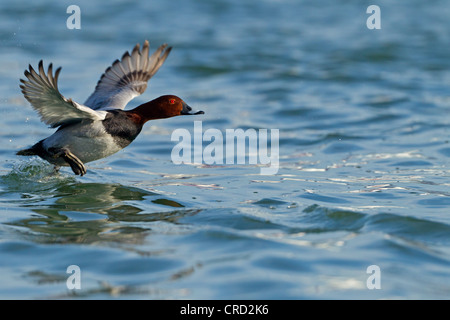 Gemeinsamen Tafelenten (Aythya 40-jähriger) fliegen Stockfoto