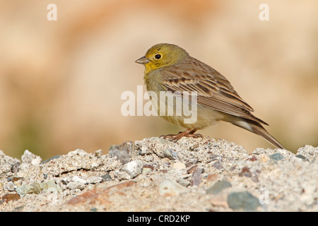 Cinereous Bunting (Emberiza Cineracea) auf Felsen Stockfoto