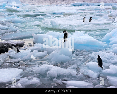 Gruppe von Adelie-Pinguine auf Packeis, Paulet Island, Antarktis Stockfoto