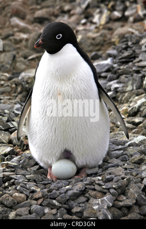 Adelie Penguin mit Ei, Paulet Island, Antarktis Stockfoto