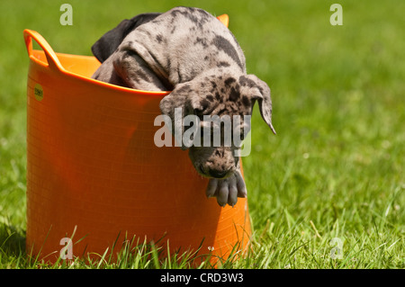 Deutsche Dogge Welpe Stockfoto