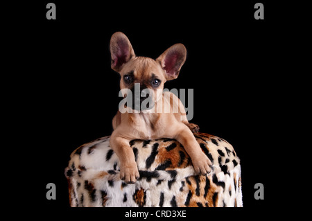 Französische Bulldogge liegend auf einem Hocker Stockfoto