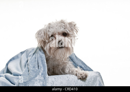 Hund liegend unter Halstuch Stockfoto