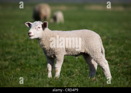 Schafe auf der Wiese, Schleswig-Holstein, Deutschland, Europa Stockfoto