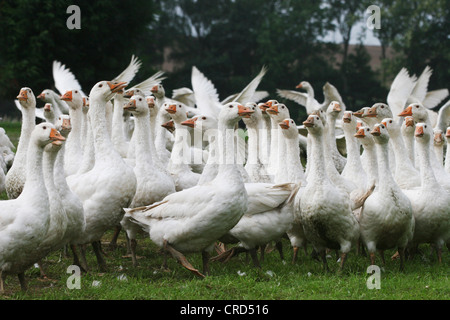 heimischen Gänse (Anser Anser F. Domestica), auf der Weide, Freilandhaltung, Deutschland Stockfoto