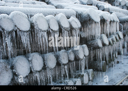 Norwegen Fichte (Picea Abies), Holzlager im Winter mit Eiszapfen, Deutschland, Nordrhein-Westfalen, Sauerland Stockfoto