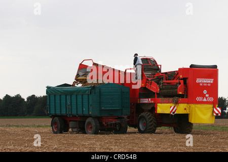 Erntemaschine für Kartoffeln auf einem Feld, Deutschland, Nordrhein-Westfalen Stockfoto