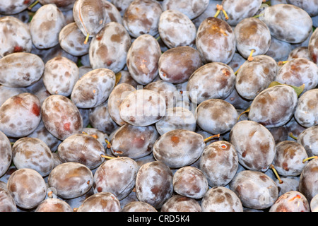 Pflaume (Prunus Domestica), Pflaumen Stockfoto