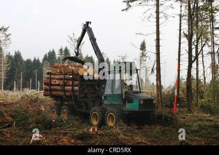 Norwegen Fichte (Picea Abies), Mähdrescher nach Sturm Verlust in einem Wald, Deutschland, Nordrhein-Westfalen, Sauerland Stockfoto