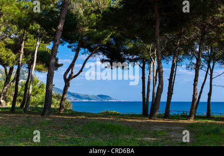 Europa Italien, Kampanien Cilento Ogliastro Marina, im Pinienwald Stockfoto