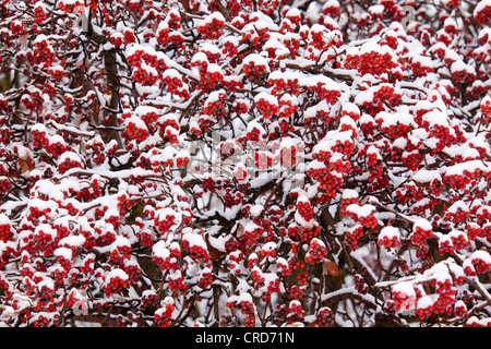 Haw, Sorbus aria Stockfoto