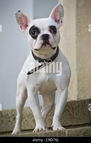 Französische Bulldogge-Pinscher-mix Stockfoto