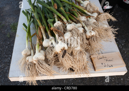 Frische Musik Knoblauch auf einem Bauernmarkt. Eine verlockende Anzeige der Produkte auf dem Bauernmarkt der Karpfen. Stockfoto