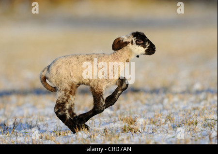 Lamm im verschneiten Wiese laufen Stockfoto