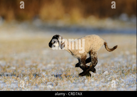 Lamm im verschneiten Wiese laufen Stockfoto