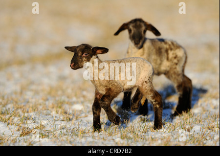 Zwei Lämmer im verschneiten Wiese Stockfoto