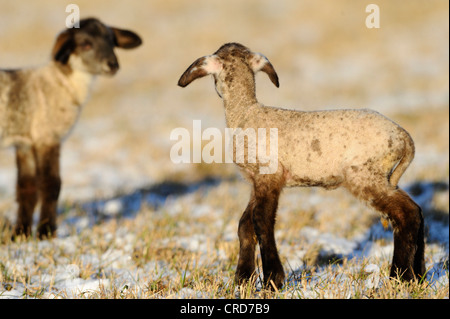 Zwei Lämmer im verschneiten Wiese Stockfoto