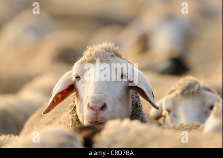 Merino-Schafe, portrait Stockfoto