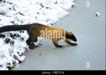 Gelb-throated Marder (Martes Flavigula) zu Fuß auf dem gefrorenen Wasser Stockfoto