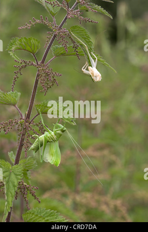 grüne Bushcricket (Tettigonia Cantans) zucken, individuelle an Brennnessel, Exuvia an Spitze der Pflanze geschlüpft Stockfoto