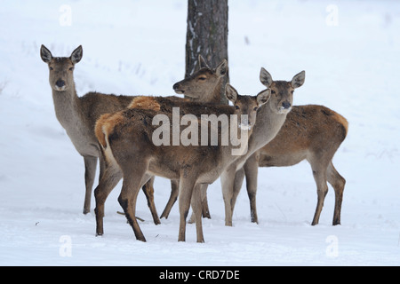 Gruppe der Rothirsch (Cervus Elaphus) im Schnee Stockfoto