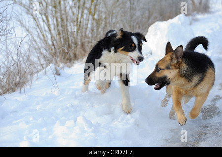 Australian Shepherd und Deutscher Schäferhund läuft im Schnee Stockfoto