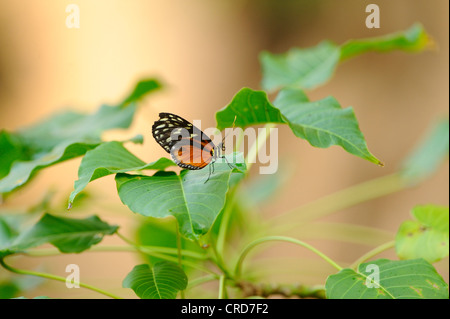 Ismenius Tiger (Heliconius Ismenius) Stockfoto