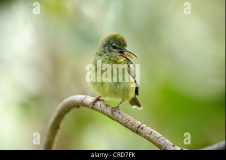 Weibliche rotbeinige Kleidervogel (Cyanerpes Cyaneus) hocken auf Ast Stockfoto