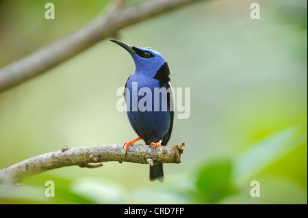 Männliche rotbeinige Kleidervogel (Cyanerpes Cyaneus) hocken auf Ast Stockfoto