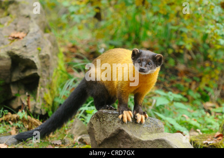 Gelb-throated Marder (Martes Flavigula) stehend auf einem Stein Stockfoto