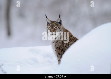 Eurasischer Luchs (Lynx Lynx) im Schnee Stockfoto