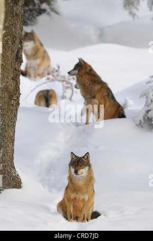 Wolfsrudel im Schnee Stockfoto