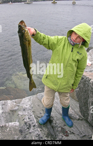 Dorsch, Kabeljau, Dorsch (Gadus Morrhua), junge präsentiert stolz seinen Fang Stockfoto