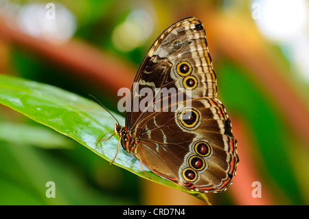 Blue Morpho Peleides (Morpho Peleides) Stockfoto