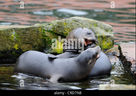 Zwei jungen kalifornischen Seelöwen (Zalophus Californianus) Stockfoto