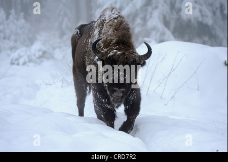 Wisent (Bison Bonasus) im Schnee Stockfoto