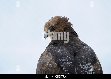 Lesser Spotted Eagle (Aquila Pomarina), portrait Stockfoto